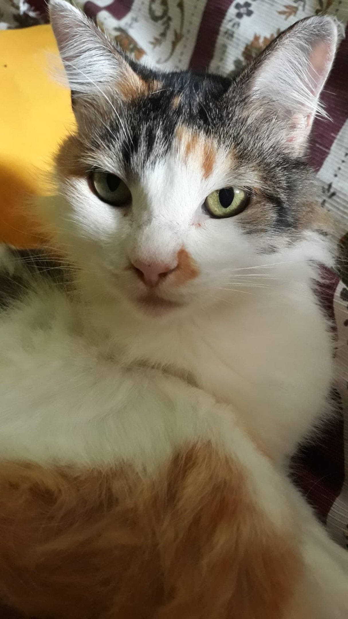 Fernanda precisou deixar os felinos separados pós adoção