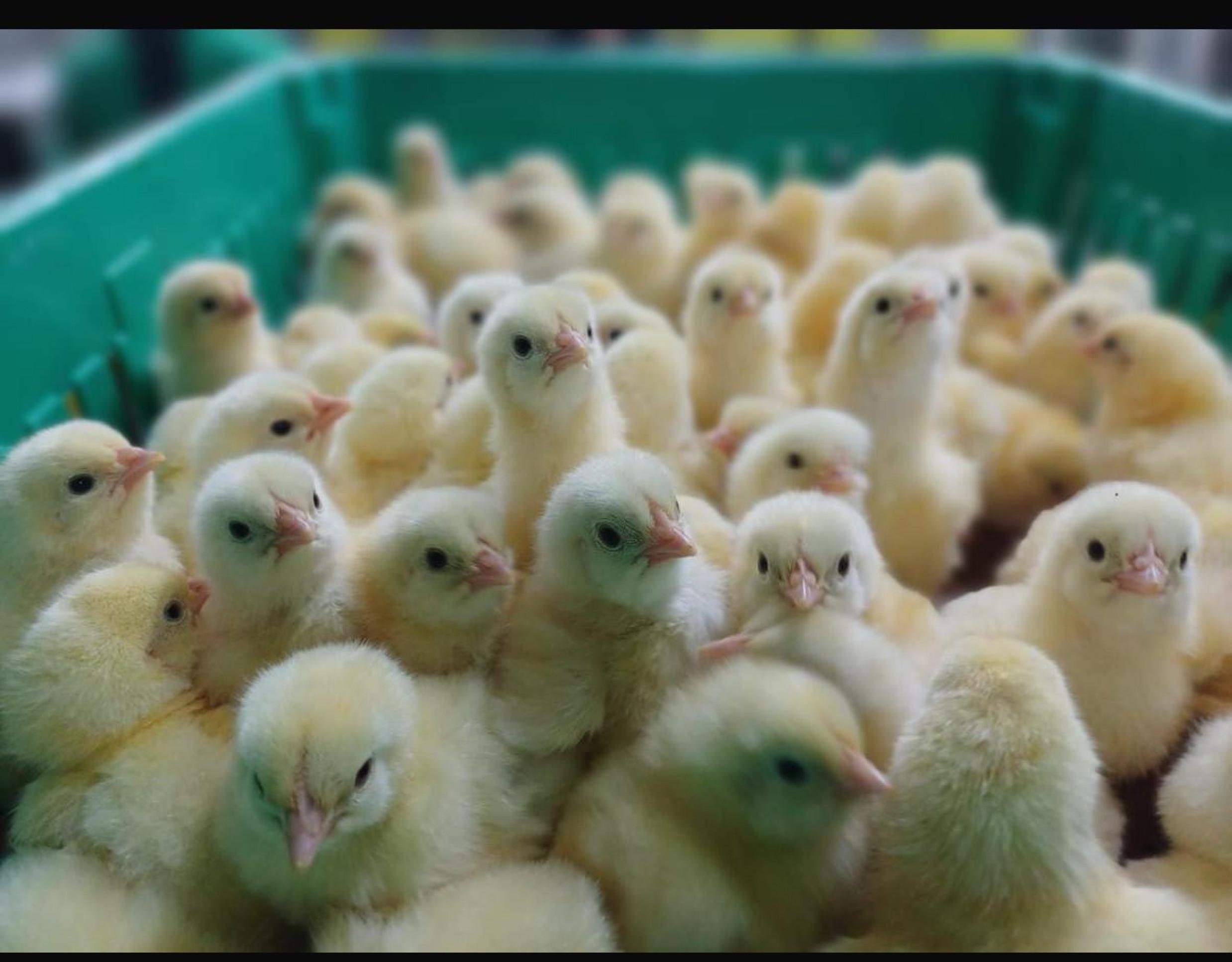 Incubadoras da LJIL Agroavícola na Ponte Alta do Gama