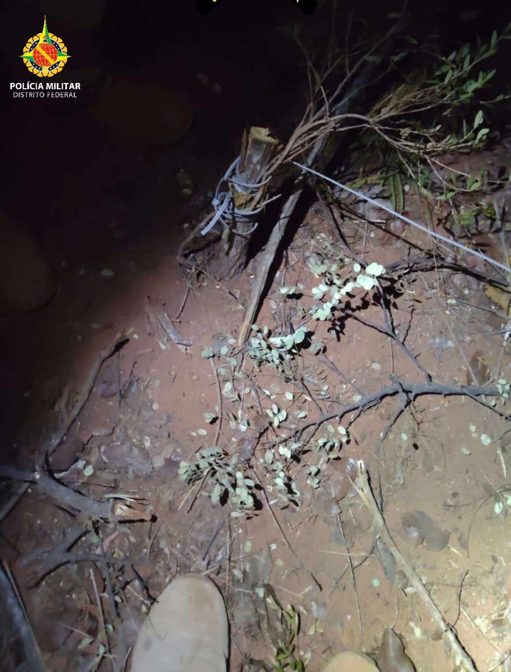 O grupo foi flagrado fazendo corte de árvores