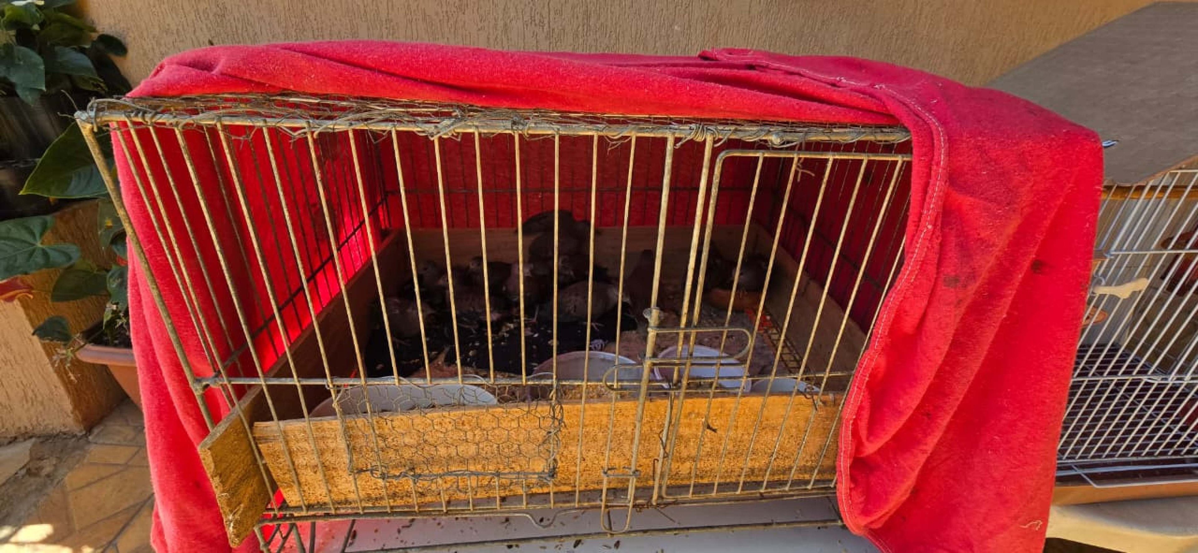 Os animais que sobreviveram foram resgatados e encaminhados ao HFAUS