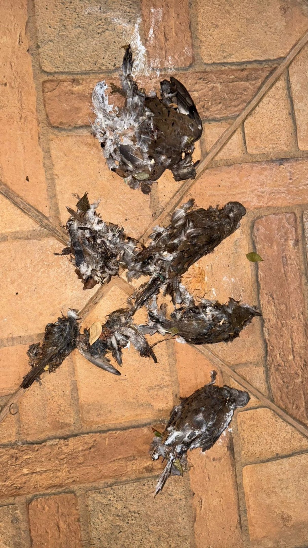 Mais de 50 aves silvestres são encontradas mortas em Vicente Pires 