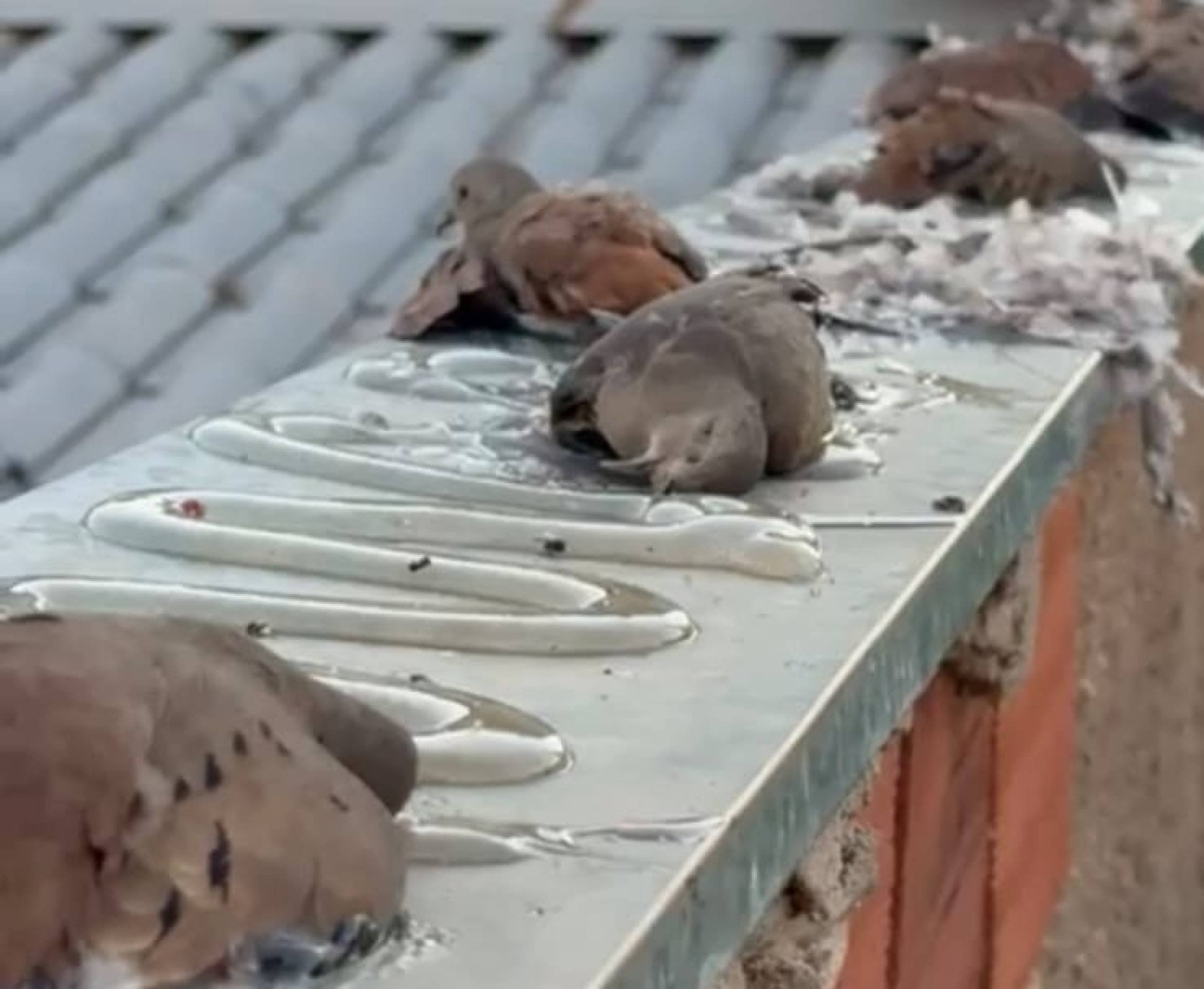 Cola em cima do muro mata mais de 50 aves silvestres em Vicente Pires; vídeo