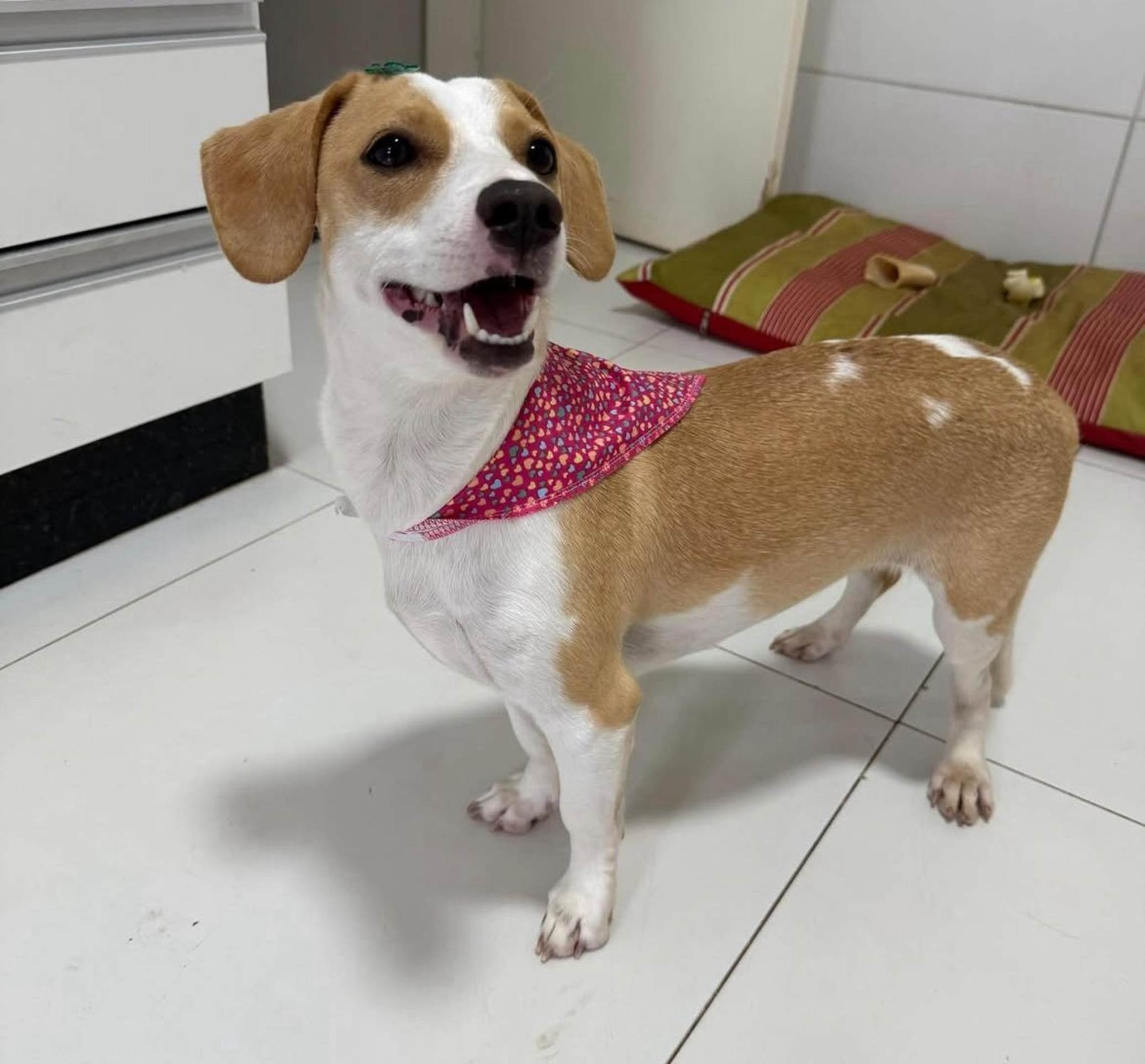 Após meses de tratamento, Catarina já consegue ficar em pé e correr 