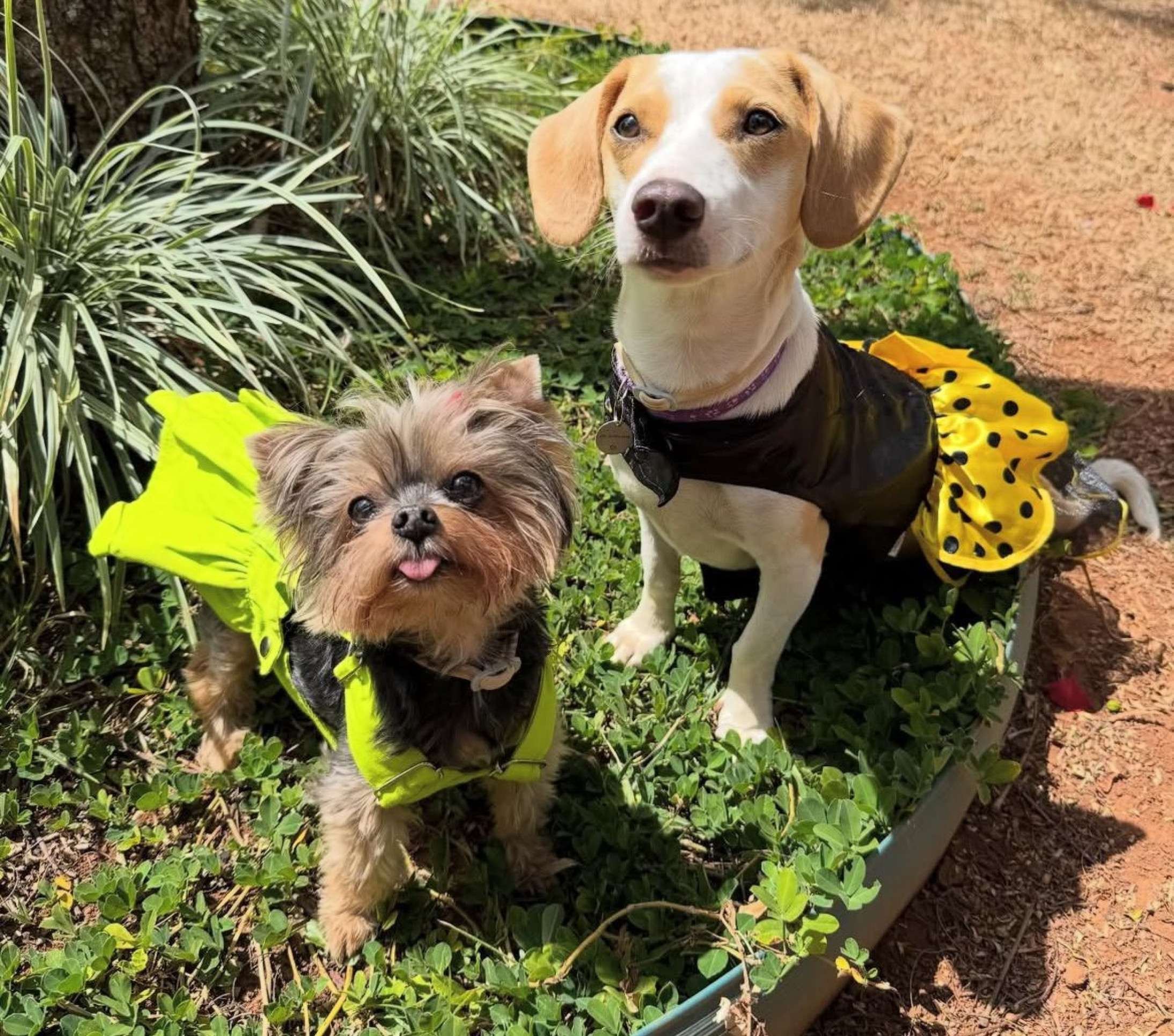 Catariana se dá muito bem com os outros pets da famí­lia 