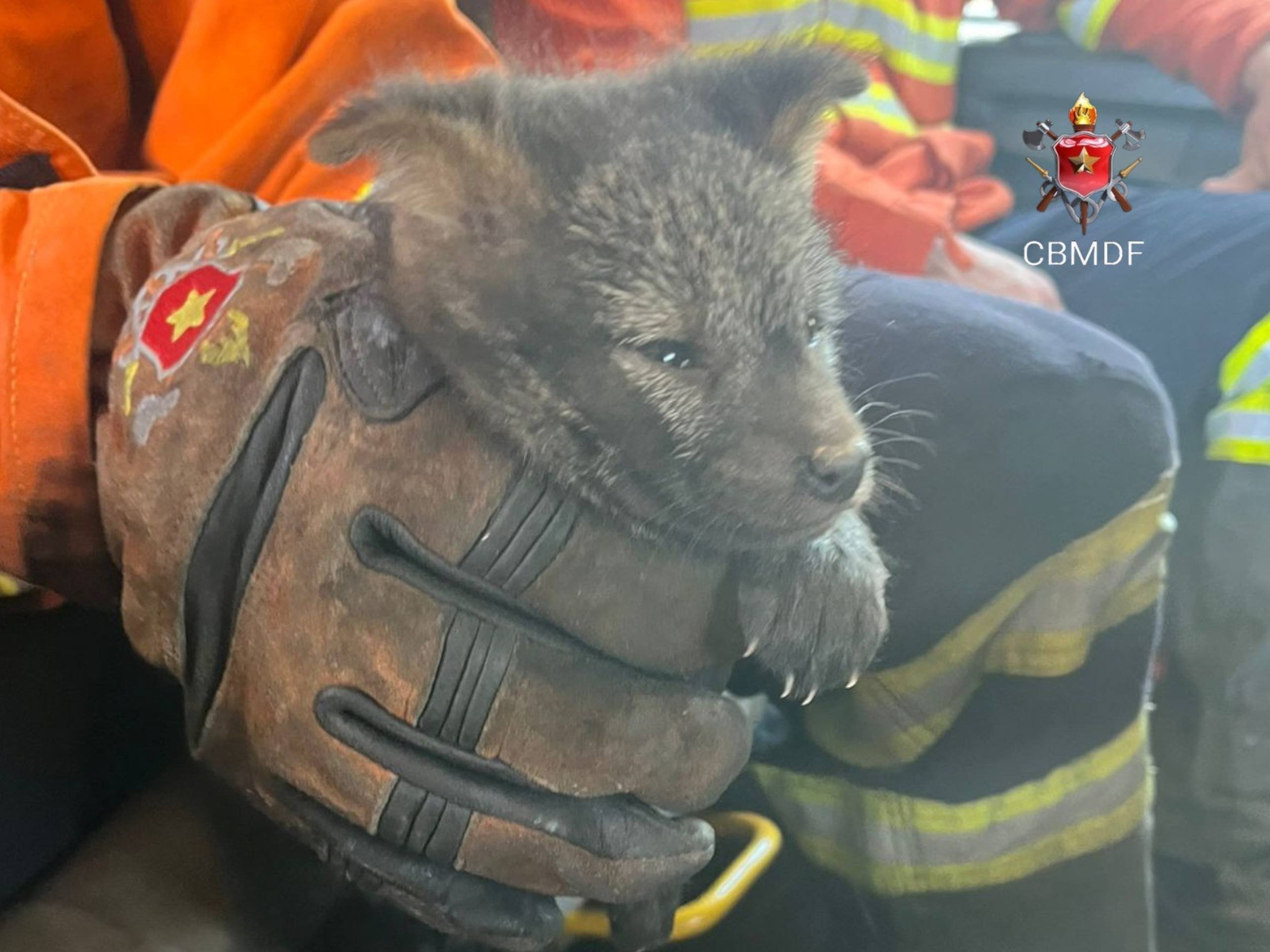 Sem clima para a fauna