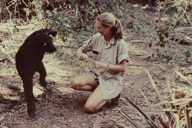 'Se os chimpanzés se encontrarem após uma separação, eles se dão as mãos, eles se abraçam, eles se beijam', contou Jane Goodall sobre os animais que ela estudou na Tanzânia -  (crédito: Hugo van Lawick)