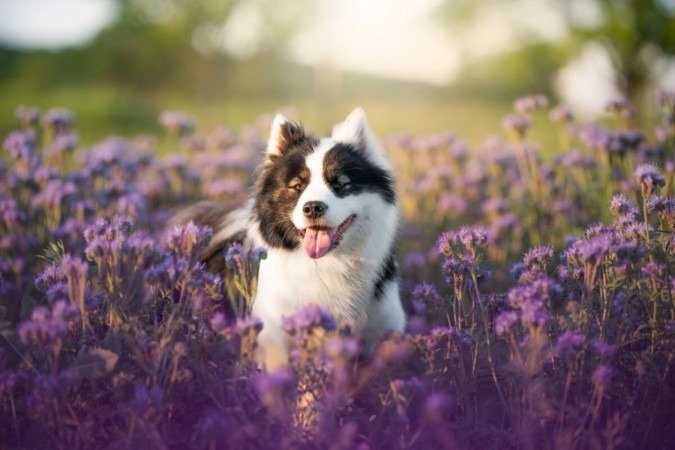 Os pets precisam de atenção redobrada durante a primavera(Imagem: nik174 | Shutterstock)  -  (crédito: EdiCase)