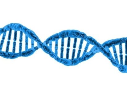Imagem do &aacute;cido desoxirribonucleico (DNA),  mol&eacute;cula que armazena a informa&ccedil;&atilde;o gen&eacute;tica de todos os seres vivo -  (crédito: PublicDomainPictures/Pixabay)