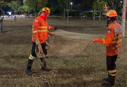 Porco-espinho é resgatado pelos bombeiros no Guará