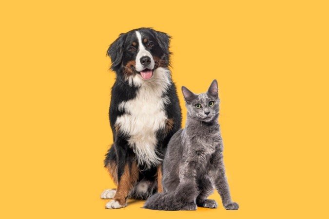 O cuidado com o hálito dos cães e gatos ajuda a evitar diferentes tipos de doenças (Imagem: Eric Isselee | Shutterstock) -  (crédito: EdiCase)