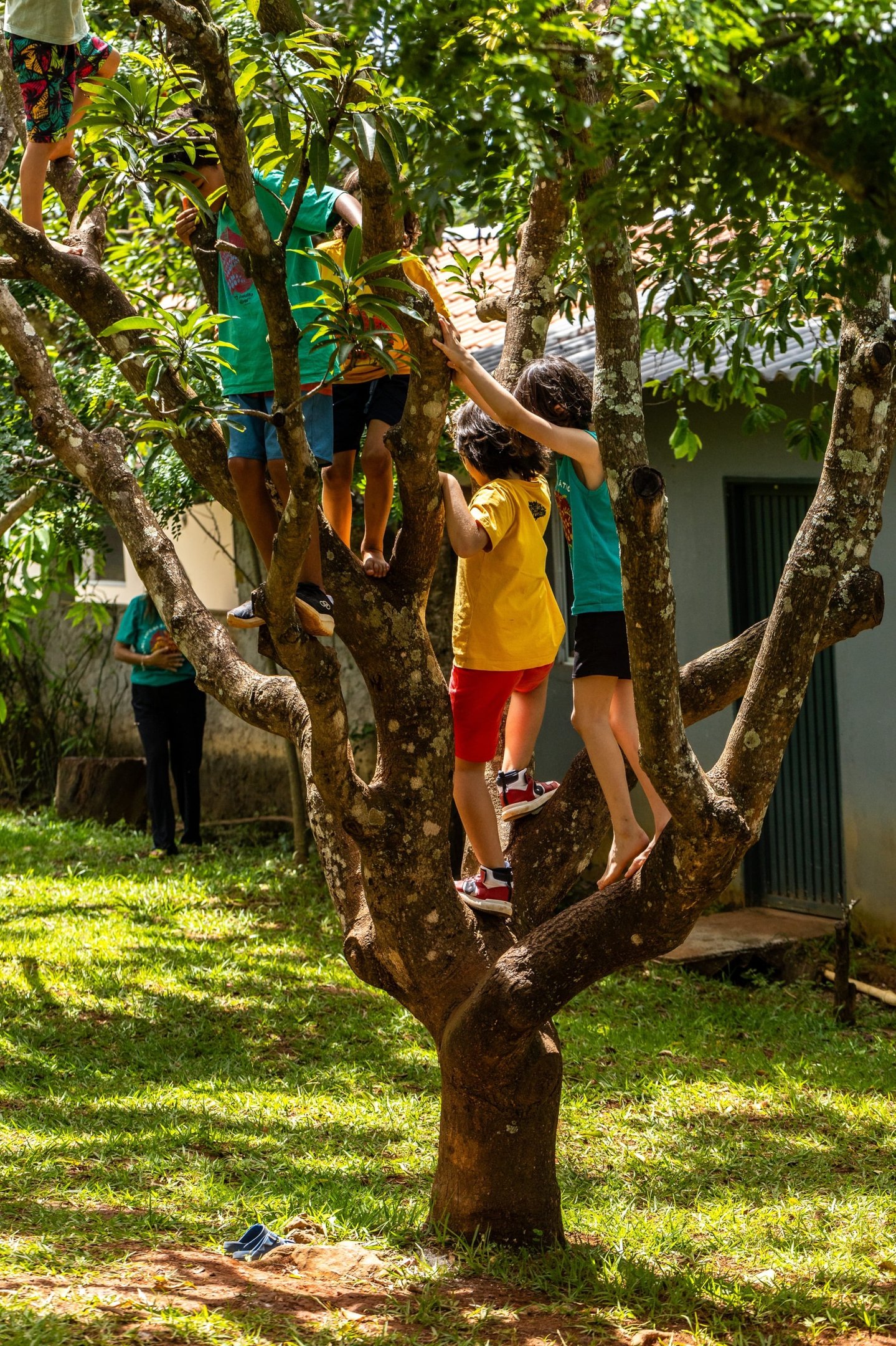  Escola da Árvore. O intuito da escola é envolver os estudantes com a educação ambiental 