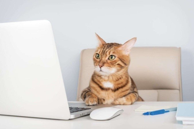 Os gatos curiosos geralmente gostam de explorar caixas e descobrir novos cantinhos dentro da casa (Imagem: Svetlana Rey | Shutterstock)
- (crédito: EdiCase) Os gatos curiosos geralmente gostam de explorar caixas e descobrir novos cantinhos dentro da casa (Imagem: Svetlana Rey | Shutterstock)
- (crédito: EdiCase)