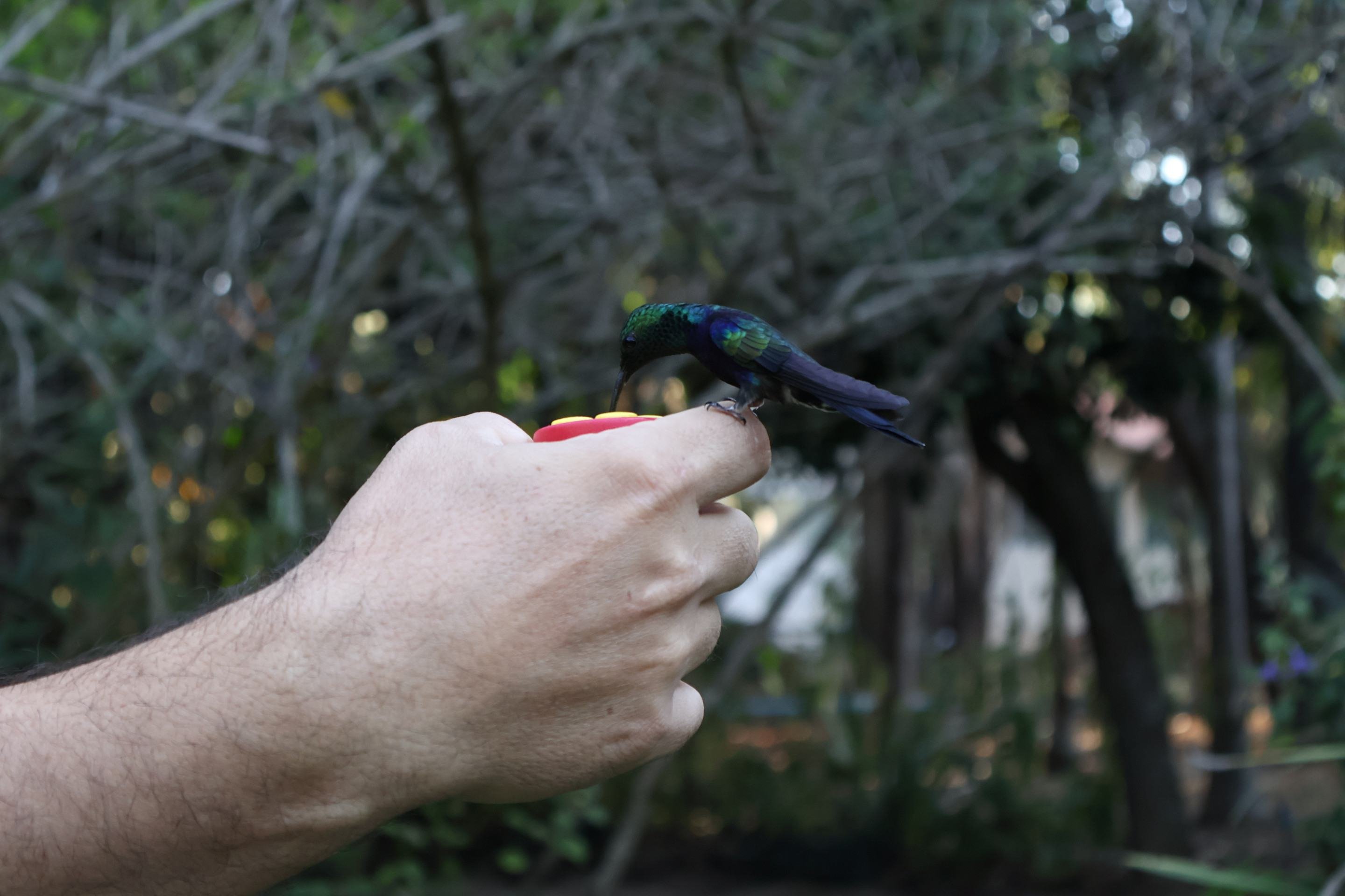  Jardim dos Beija Flores.