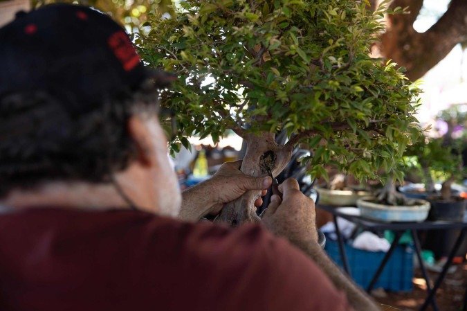 Bonsaistas do Distrito Federal se reuniram no Parque da Cidade no 1° Encontro da Confraria Bonsai de Brasília - (crédito: Mariana Campos/CB/D.A Press) Bonsaistas do Distrito Federal se reuniram no Parque da Cidade no 1° Encontro da Confraria Bonsai de Brasília - (crédito: Mariana Campos/CB/D.A Press)