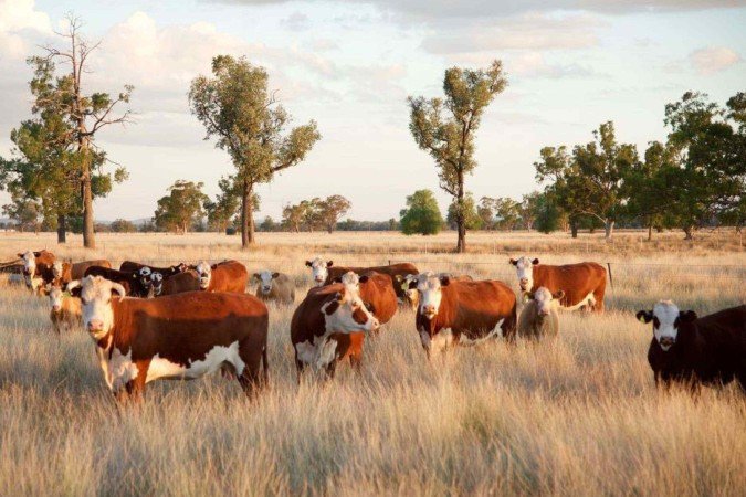 Bovinos - (crédito: Arquivo pessoal) Bovinos - (crédito: Arquivo pessoal)