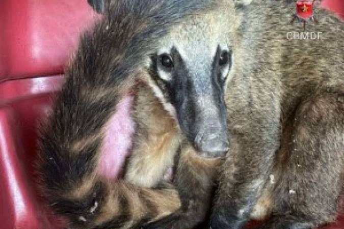 Quati é resgatado no Paranoá -  (crédito: CBMDF)