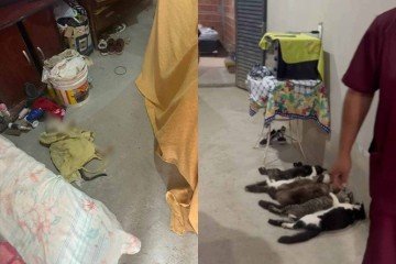 O caso veio à tona após uma postagem nas redes sociais oferecer R$ 50 por coleta de sangue de gatos -  (crédito: Reprodução / Facebook / Prefeitura de Monte Alto)