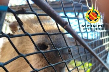 Capivara é resgatada no Lago Norte com ferimentos no pescoço -  (crédito: PMDF/Divulgação)