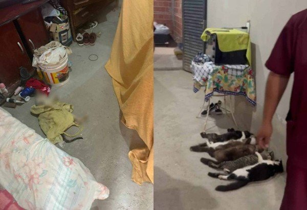 Reprodução / Facebook / Prefeitura de Monte Alto