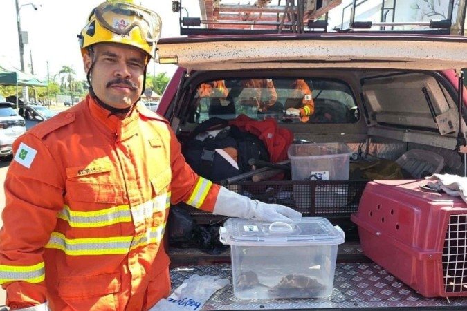 Filhotes de saruês são resgatados no Jardim Botânico
 -  (crédito: CBMDF/Divulgação)