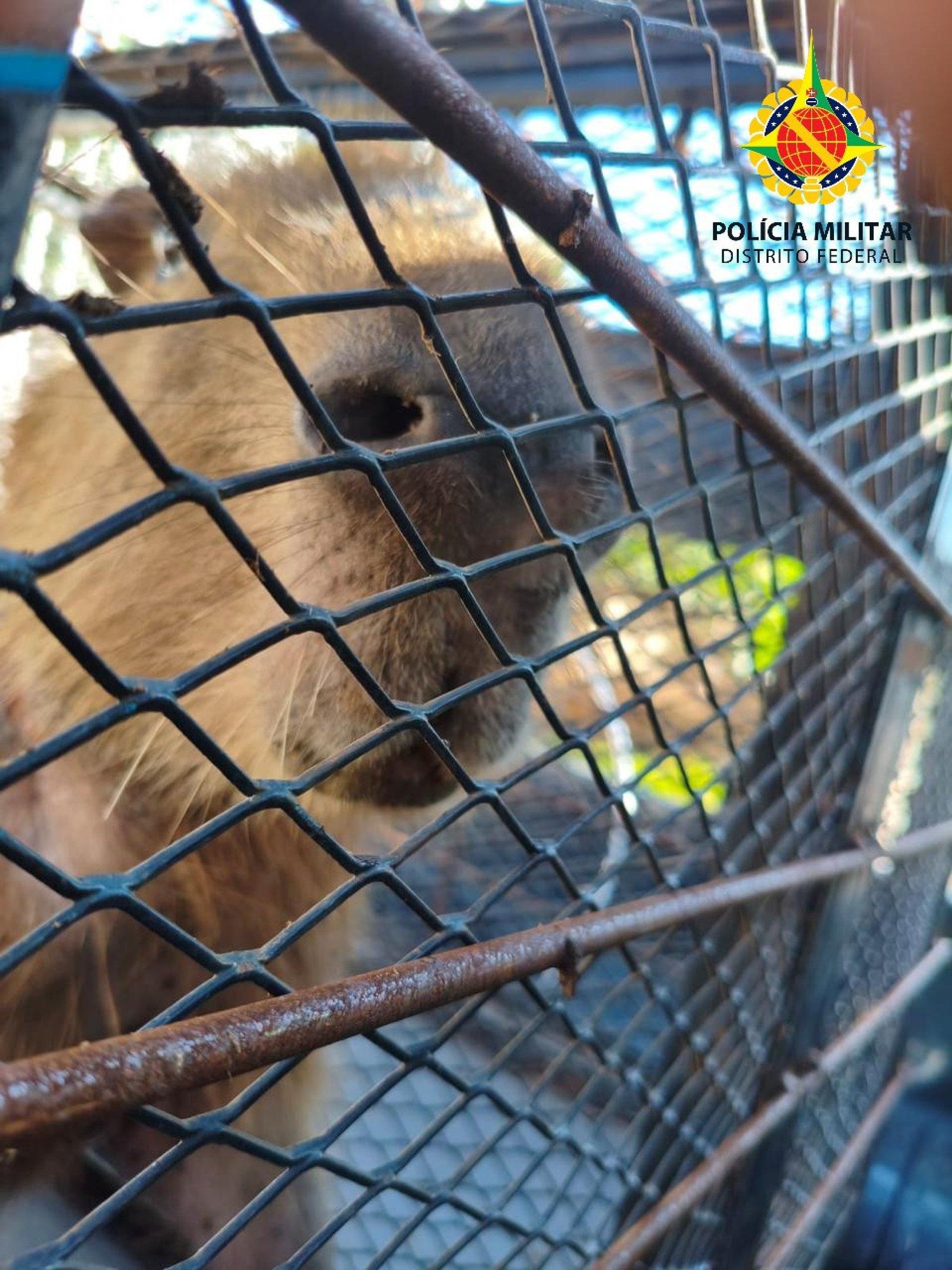 Capivara é encontrada com ferimento por lixo plástico no Lago Norte