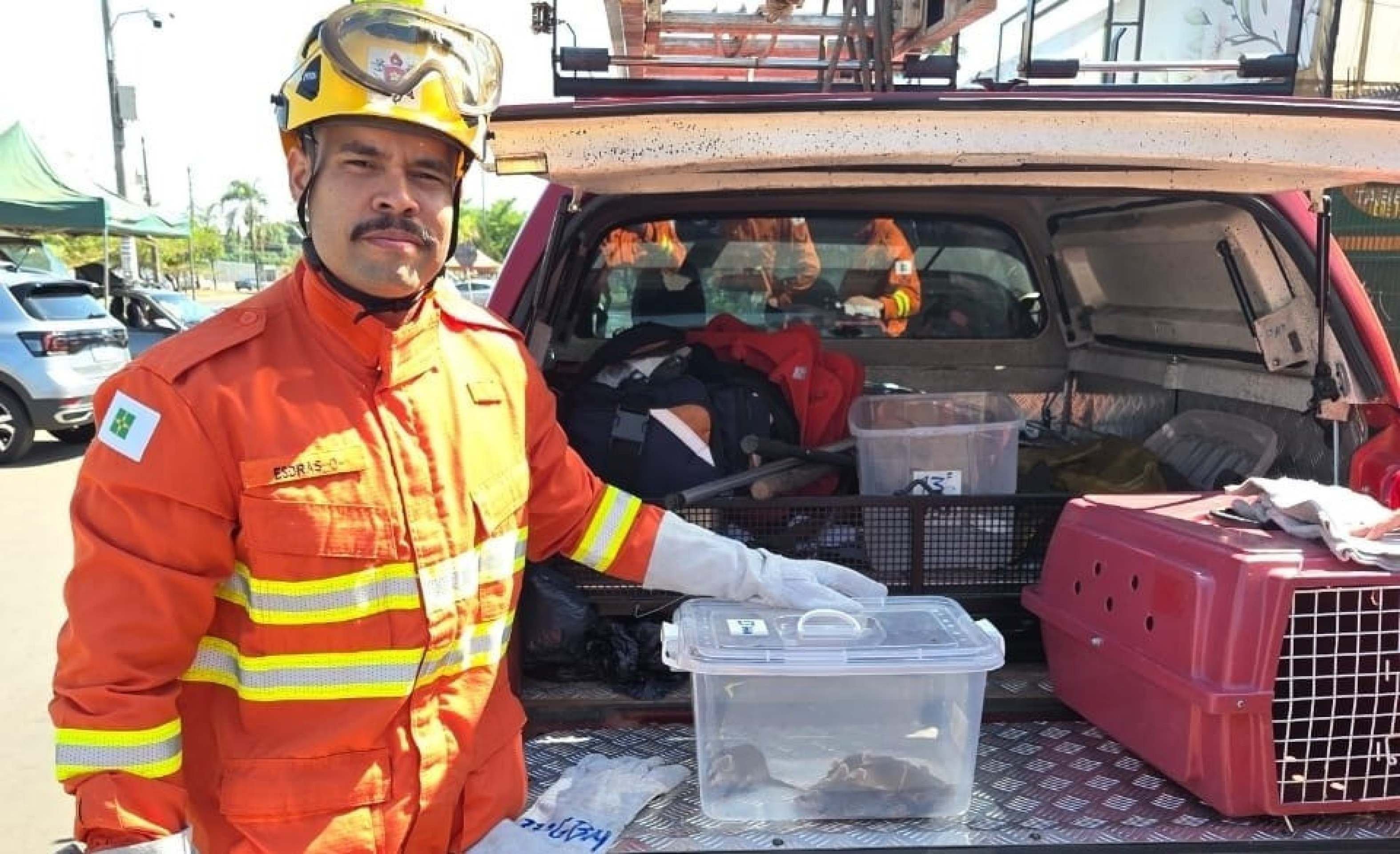 Sete filhotes de saruê são resgatados no Jardim Botânico