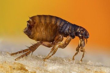 A peste: um infectologista digladiando com um parasita milenar - Flickr Sergi Roca