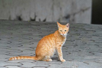 Mais de 10 milhões de pets estão em situação de rua no país, enquanto apenas 7.400 são acolhidos por ONGs e órgãos públicos -  (crédito: Pexels)