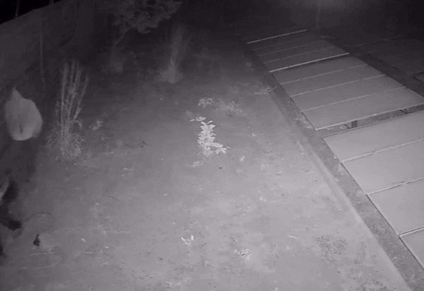 PCDF/DivulgaÃ§Ã£o