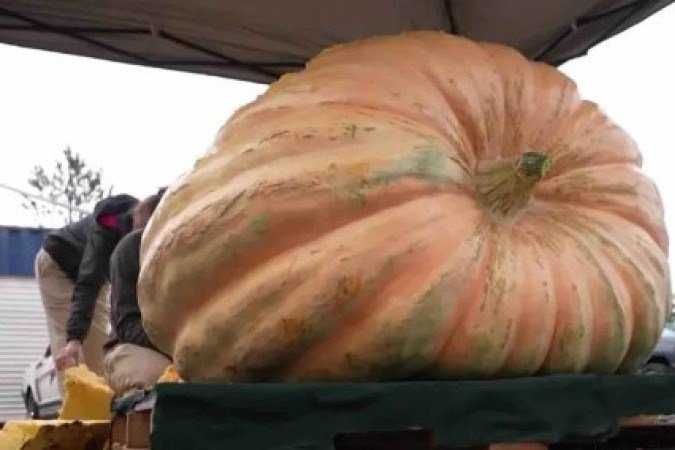 A abóbora gigante de Joe Nigro se tornou a mais pesada da história do estado de Montana (EUA) - (crédito: reprodução/MTN) A abóbora gigante de Joe Nigro se tornou a mais pesada da história do estado de Montana (EUA) - (crédito: reprodução/MTN)