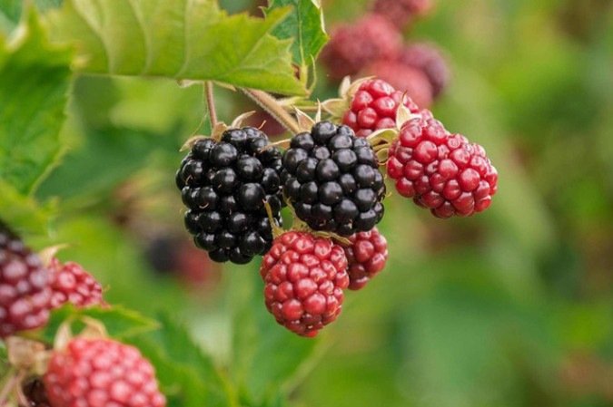 A amora é rica em vitamina C, vitamina K e manganês -  (crédito: Pixabay)