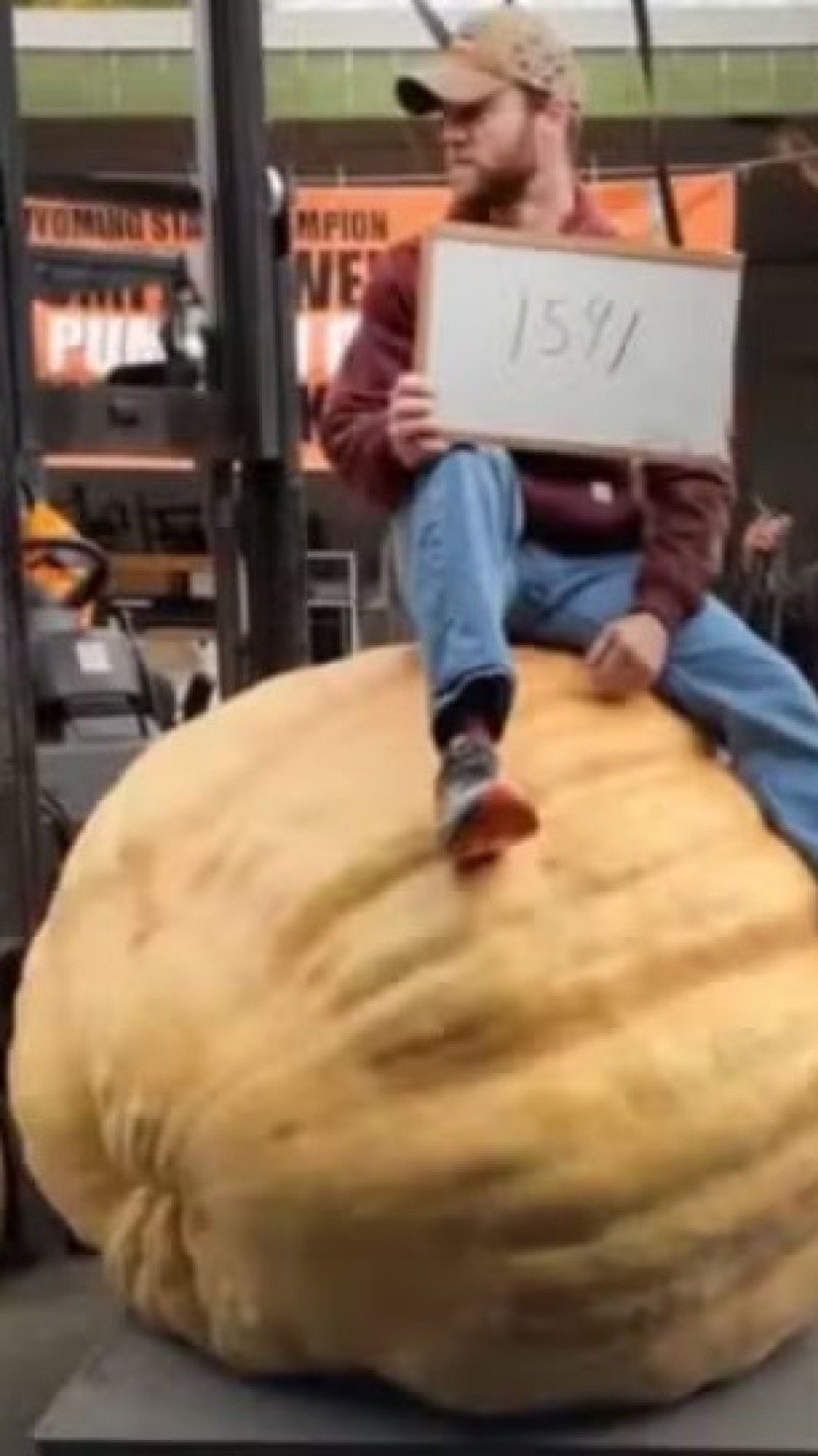 A abóbora gigante de Joe Nigro se tornou a mais pesada da história do estado de Montana (EUA) -  (crédito: Reprodução/instagram/@kicks103.3)
