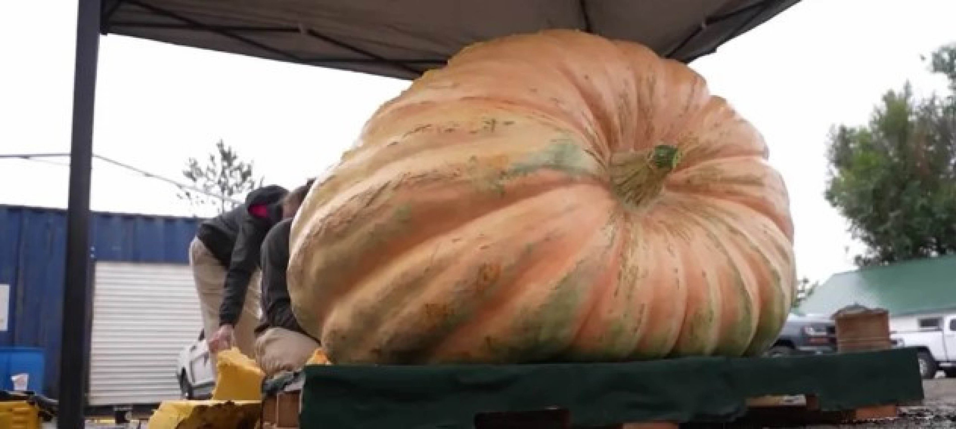 Abóbora de 721 kg bate recorde nos Estados Unidos