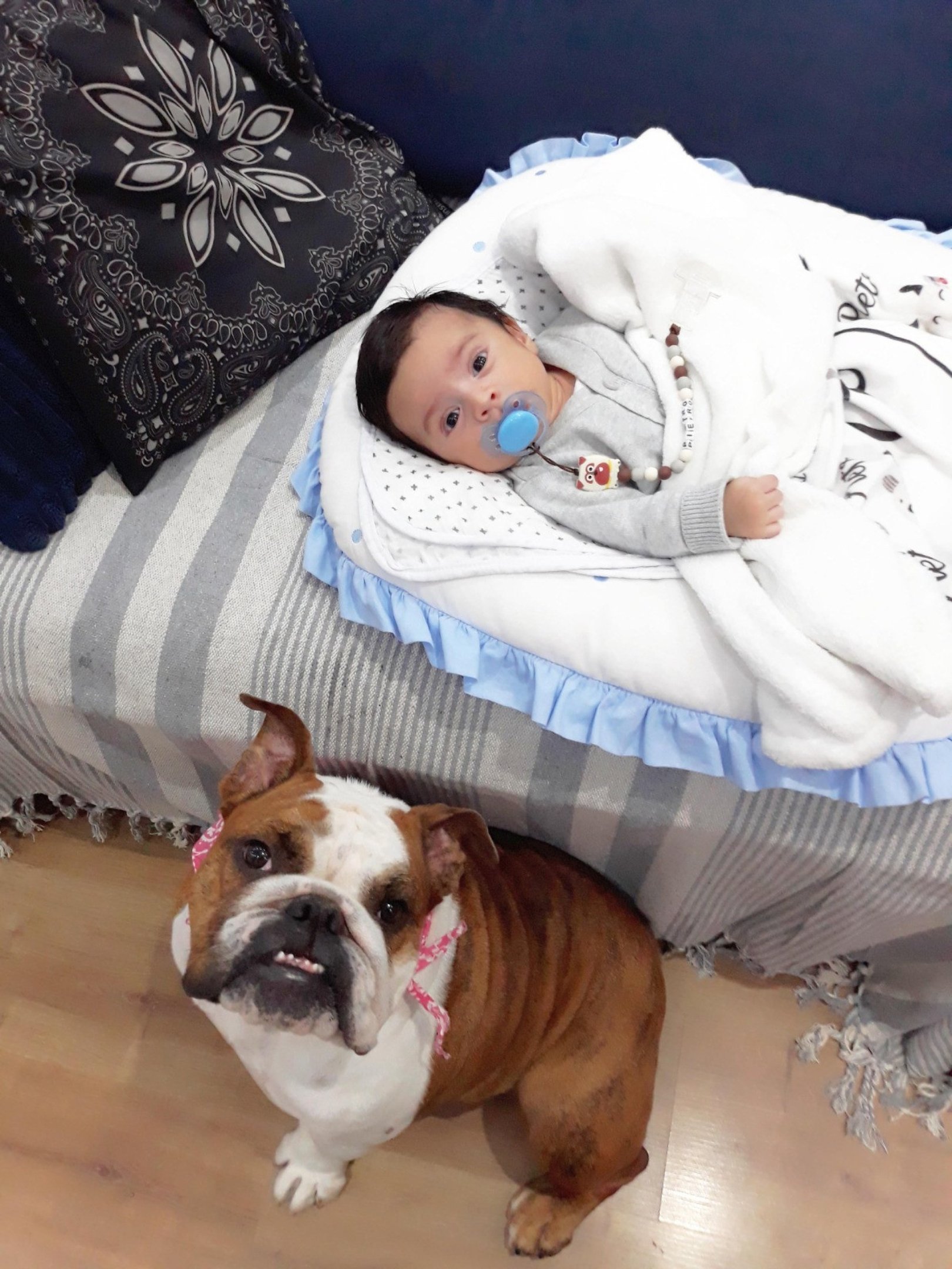 Panqueca é parte da família 