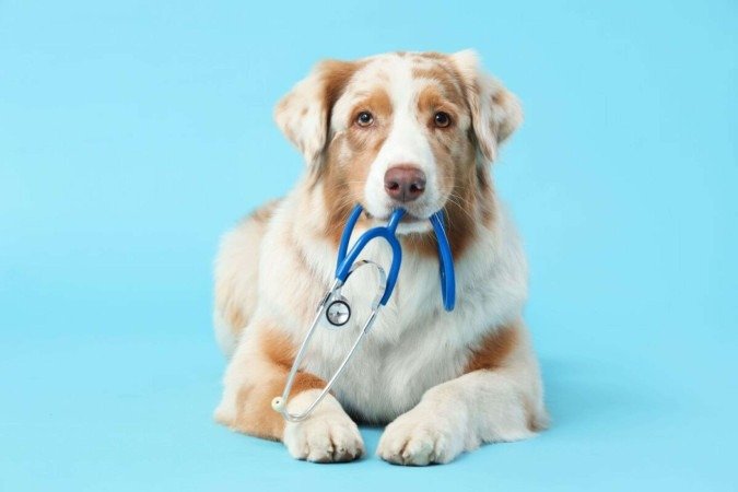 Cães e gatos também podem desenvolver câncer (Imagem: Pixel-Shot | Shutterstock) - (crédito: EdiCase) Cães e gatos também podem desenvolver câncer (Imagem: Pixel-Shot | Shutterstock) - (crédito: EdiCase)