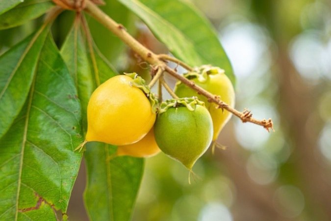 A fruta murici tem um sabor único e fornece nutrientes importantes para o funcionamento do organismo (Imagem: JRomero04 | Shutterstock)  -  (crédito: EdiCase)