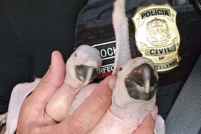 Filhotes de arara são encontrados trancados em banheiro no DF