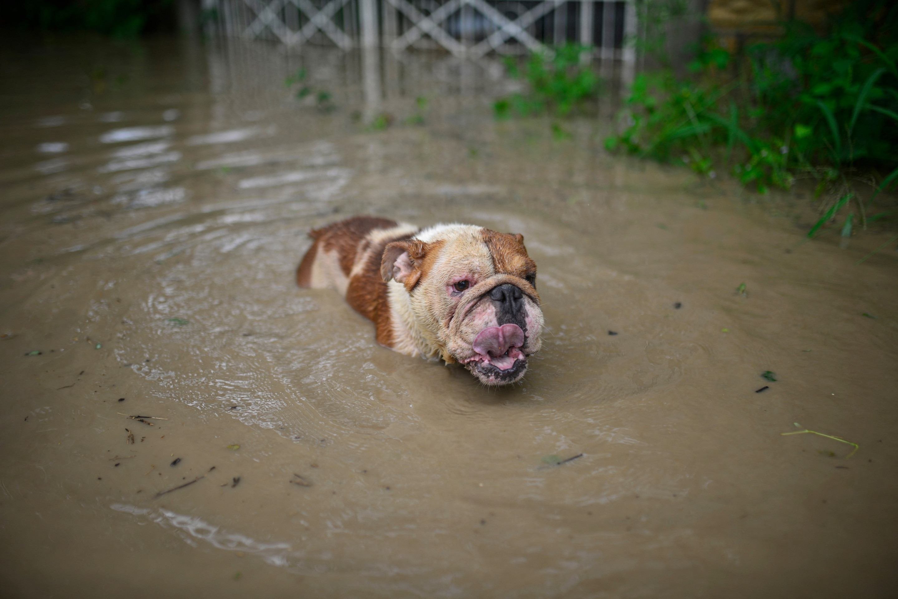 Um cão atravessa uma rua alagada após fortes chuvas em Poza Rica, estado de Veracruz, México, em 10 de outubro de 2025      
