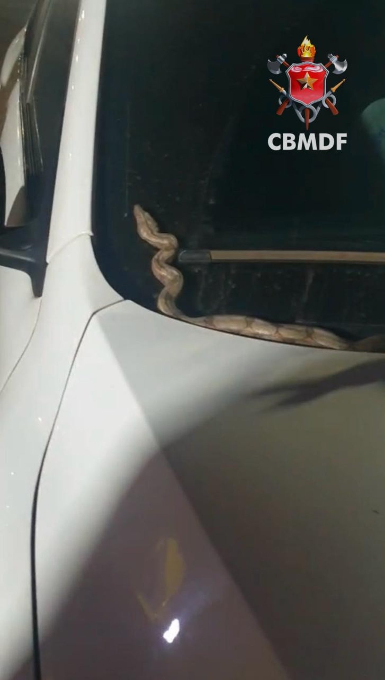 Motorista de aplicativo transporta jiboia sem perceber e aciona bombeiros após passeio pelo DF