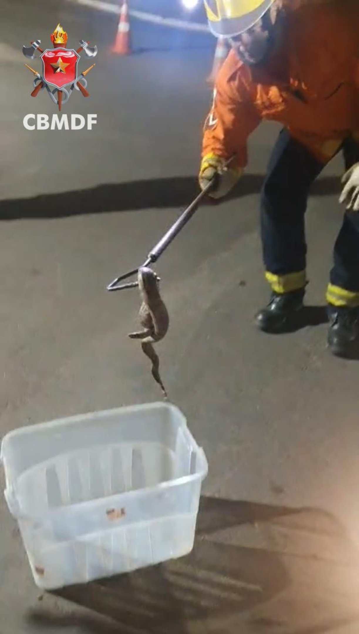 Motorista de aplicativo transporta jiboia sem perceber e aciona bombeiros após passeio pelo DF