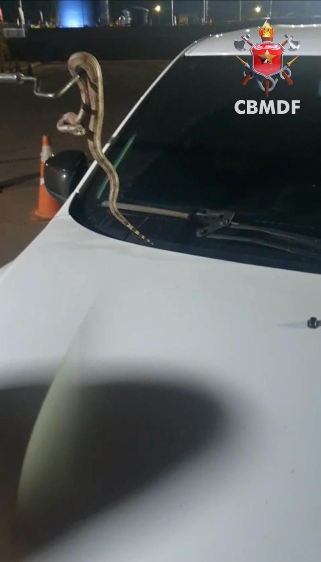 Motorista de aplicativo transporta jiboia sem perceber e aciona bombeiros após passeio pelo DF