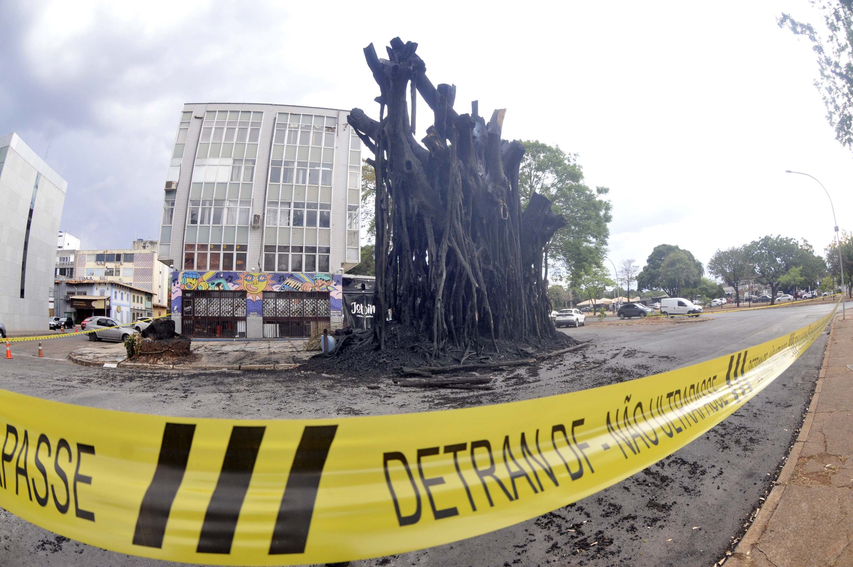 Incêndio de gameleira na Asa Norte pode ter sido ato criminoso