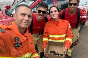 Filhotes de  Saruês são resgatados no Jardim Botânico -  (crédito: CBMDF)