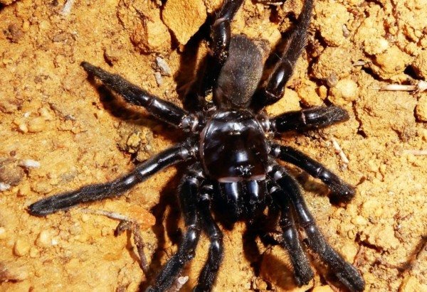 Curtin University/Reprodução