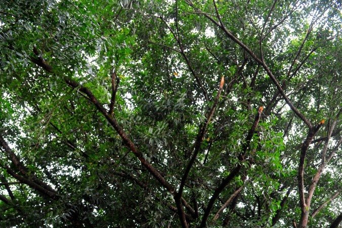 15/01/2013. Cr..dito: Janine Moraes/CB/D.A Press. Brasil. Bras..lia - DF. ..rvore Gameleira amea..ada na 704/705 Norte. Detalhe da ..rvore amea..ada de corte.
- (crédito: Janine Moraes/CB - 15/11/2013) 15/01/2013. Cr..dito: Janine Moraes/CB/D.A Press. Brasil. Bras..lia - DF. ..rvore Gameleira amea..ada na 704/705 Norte. Detalhe da ..rvore amea..ada de corte.
- (crédito: Janine Moraes/CB - 15/11/2013)