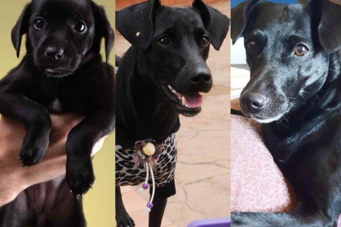 Cachorrinha Pérola - (crédito: Reprodução) Cachorrinha Pérola - (crédito: Reprodução)