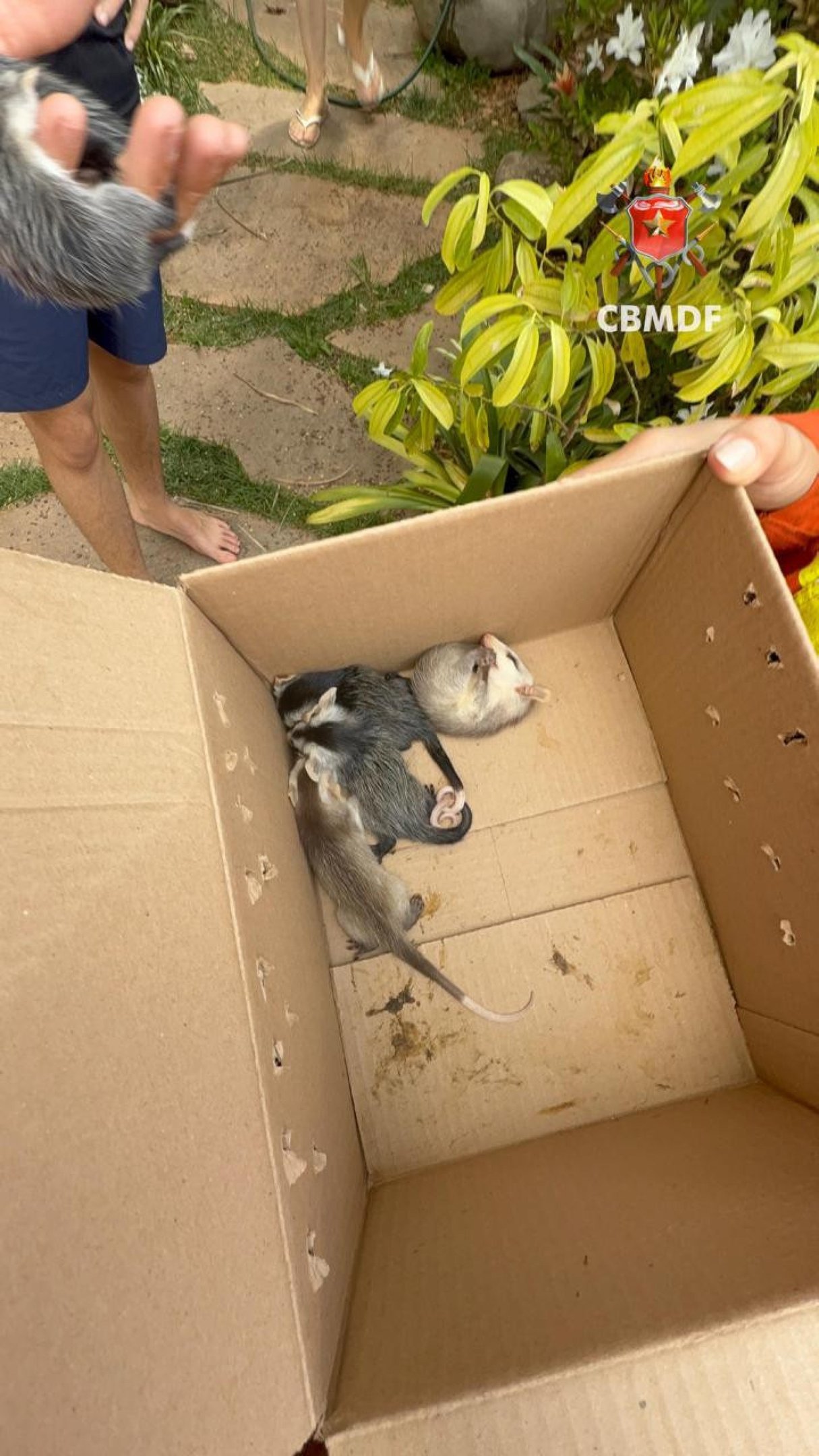 Filhotes de  Saruês são resgatados no Jardim Botânico