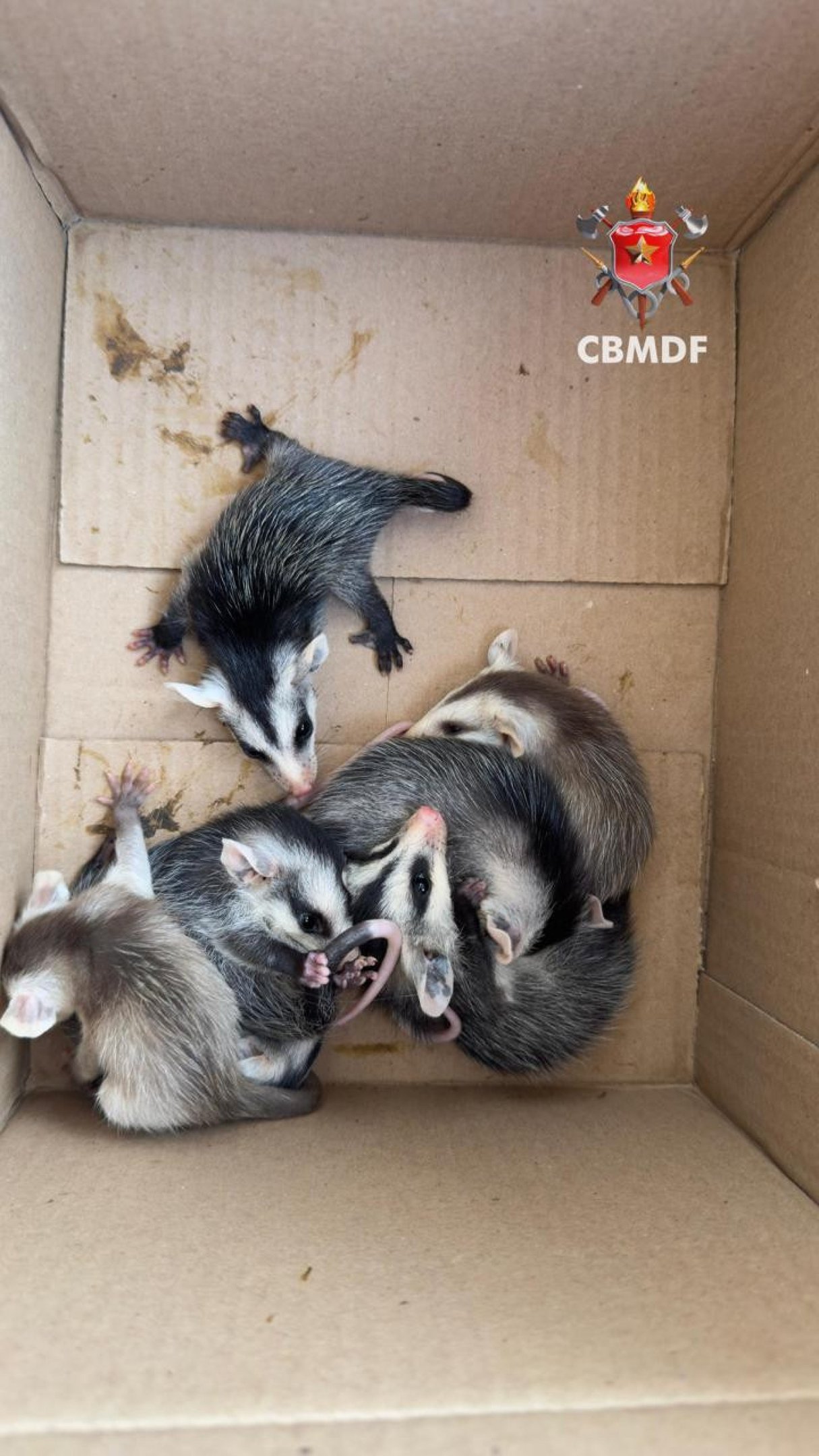 Filhotes de  Saruês são resgatados no Jardim Botânico