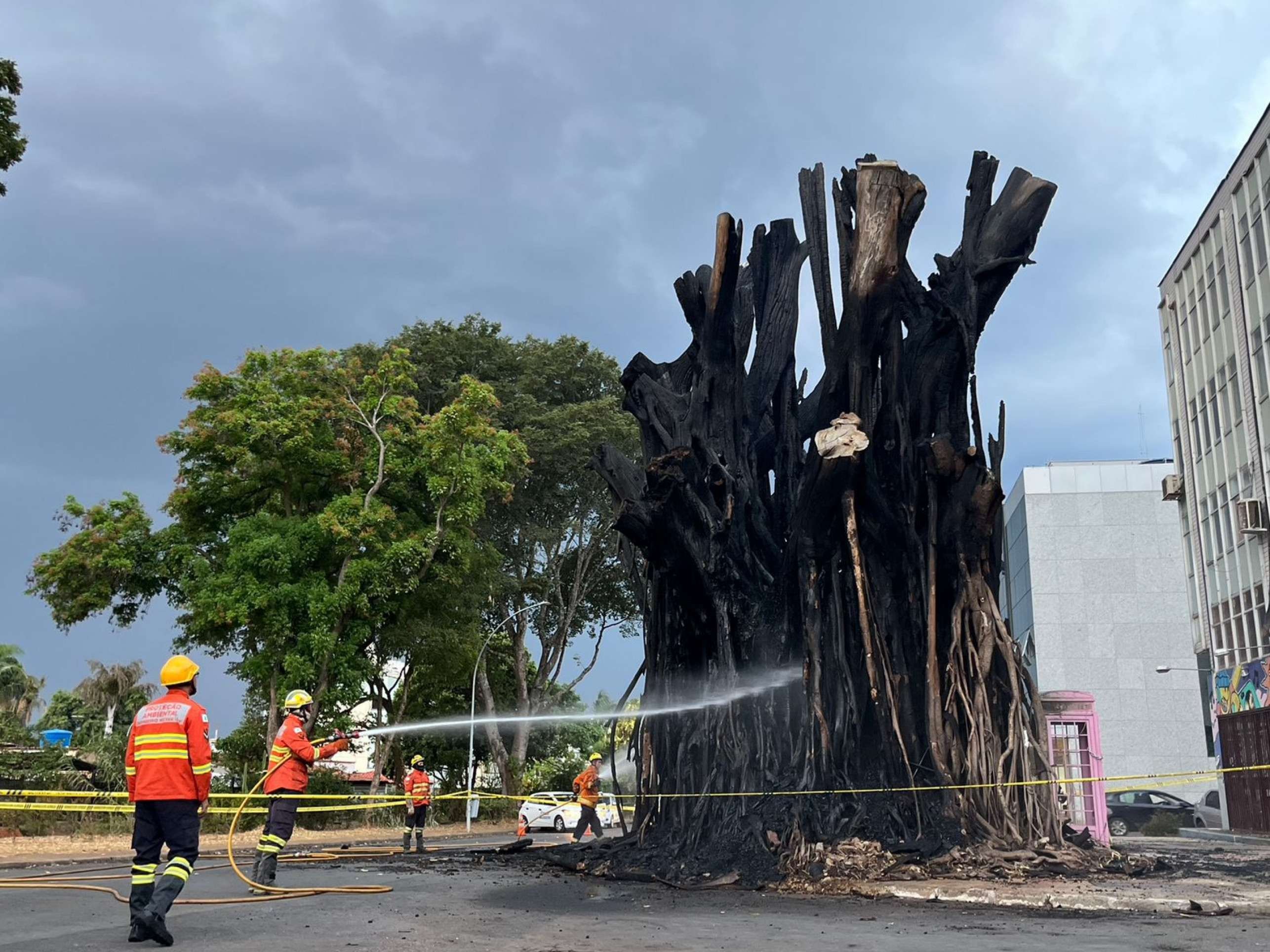 Bombeiros voltam a atuar em árvore que pegou fogo na Asa Norte 