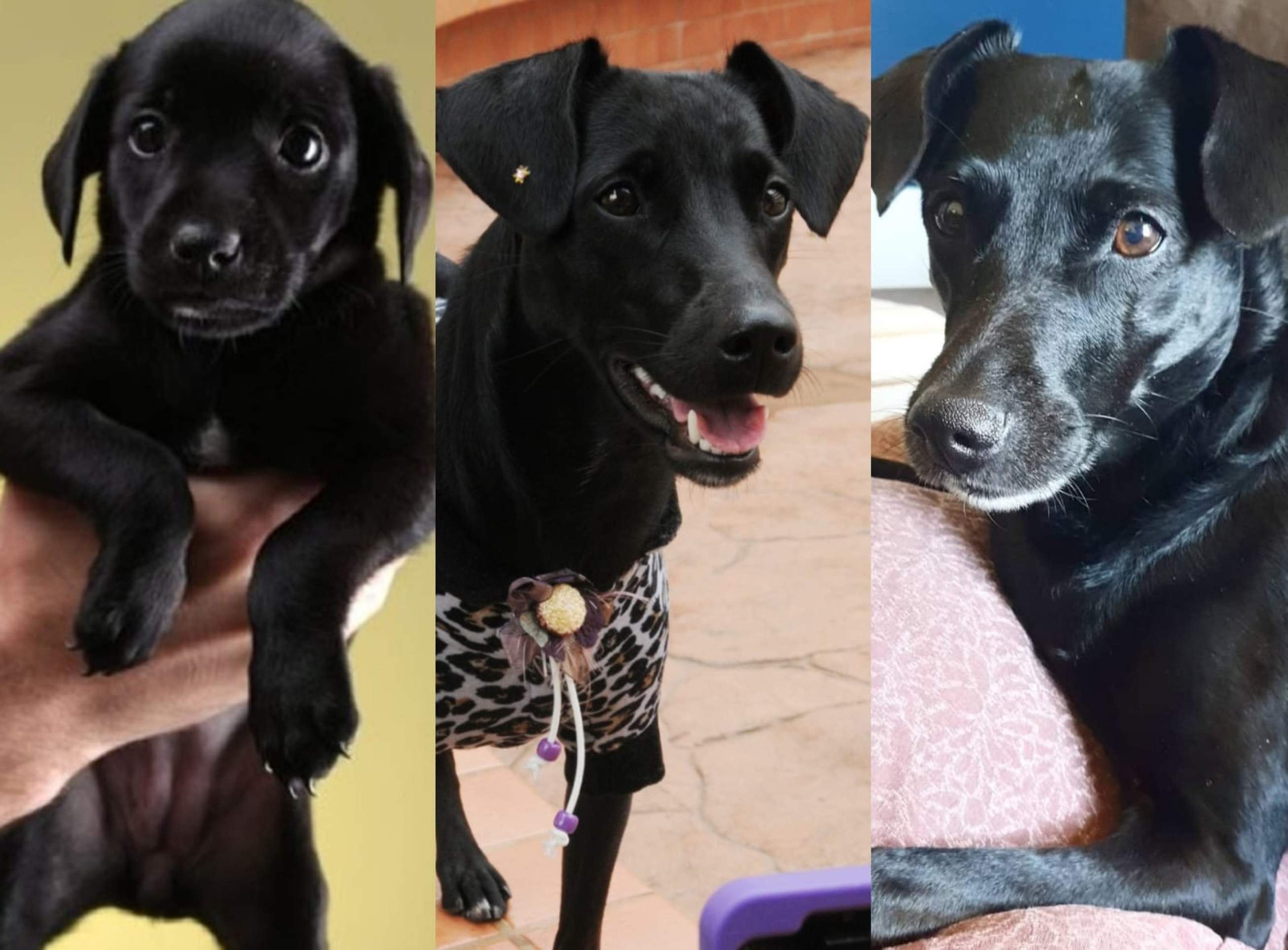 Crônica da cidade: Para sempre, Pérola